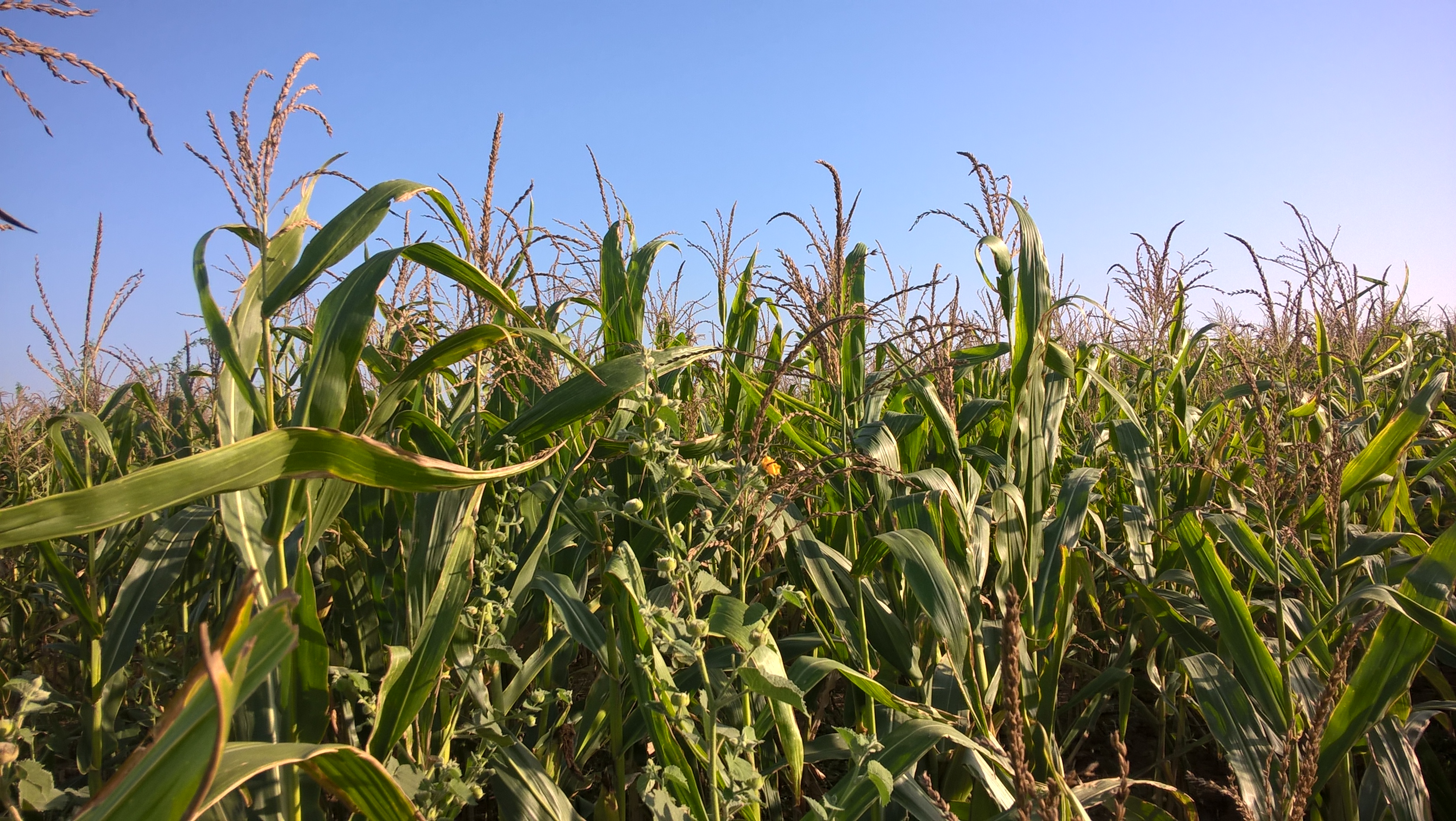 玉米田：展示 PLA 可再生植物原料的概念